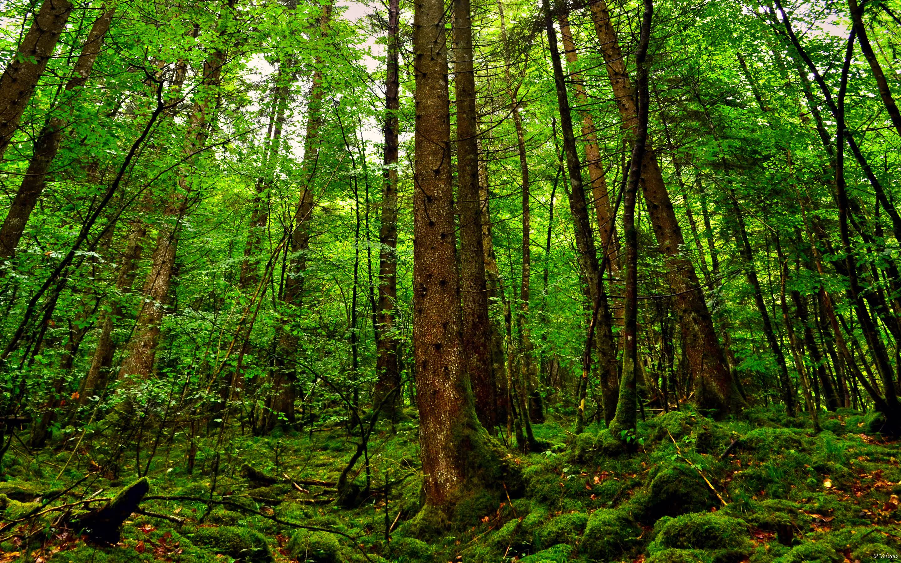 世界游泳接力队换人名单及替补规则释义，游泳接力赛名单